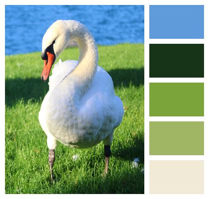 Mute Swan Water Bird White Swan Image